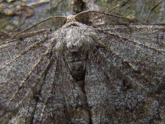 De Ringspikkelspanner, een algemene soort van bossen, parken en tuinen. Op de foto een closeup van deze grote spanner waarbij de geveerde antennen van het mannetje opvallen. 